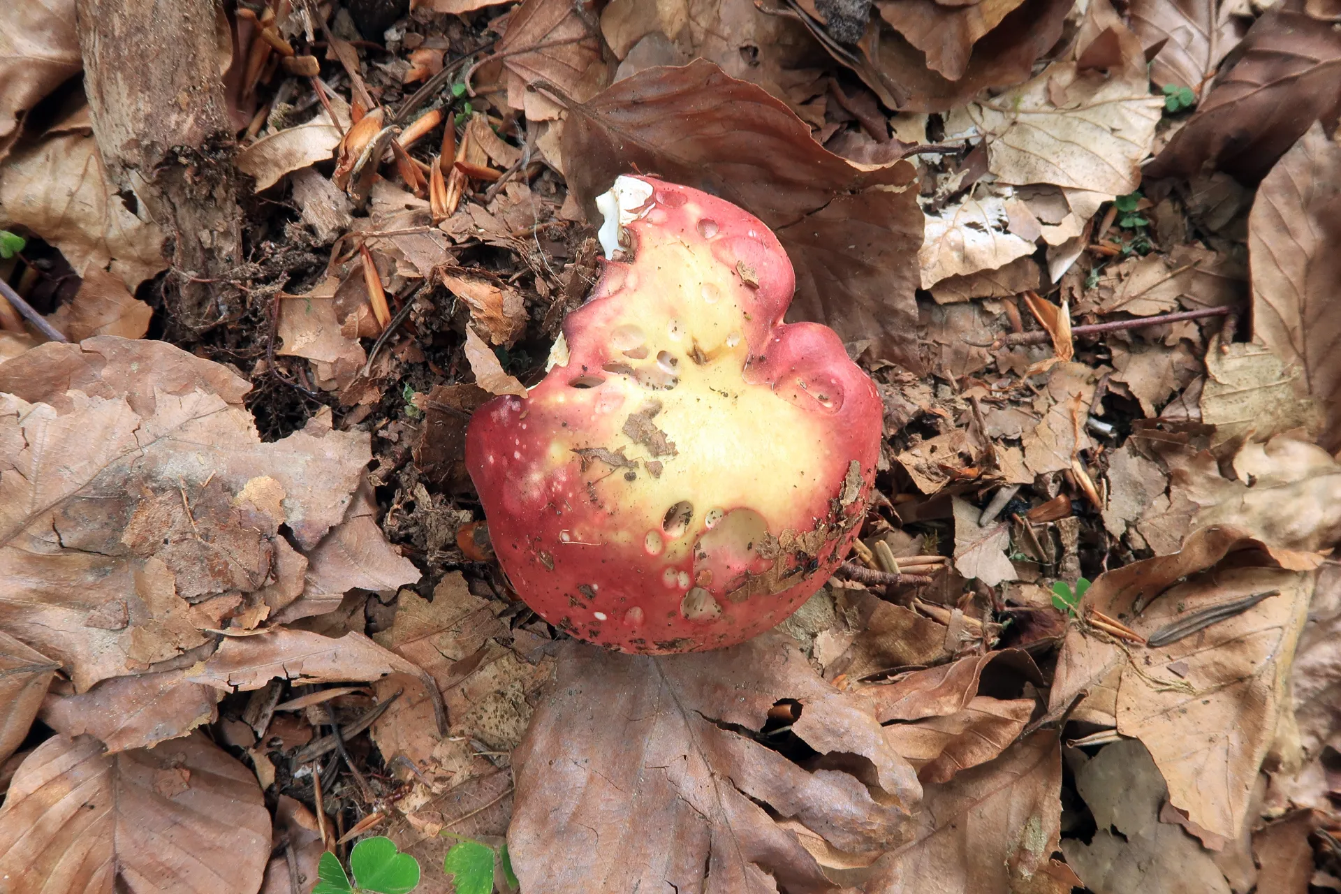 Russula faginea - 1 - IMG_8781